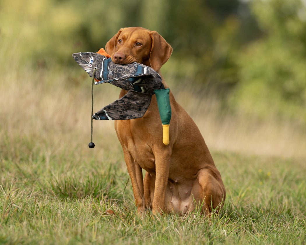 Dog holding a hunting dog call in its mouth outdoors.