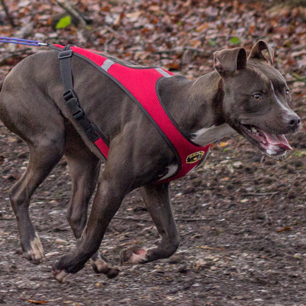Canicross Kit -Second Skin (Howling Dog Alaska)