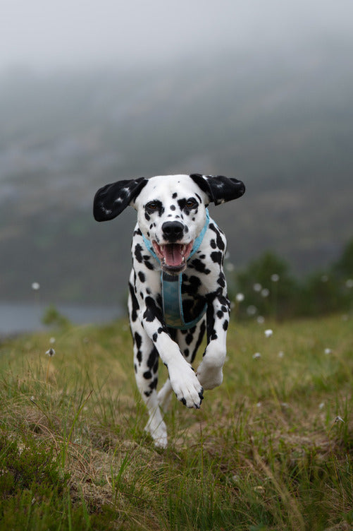 ***NEW***Trekking Line Harness CLIP'N (Non-Stop Dogwear)