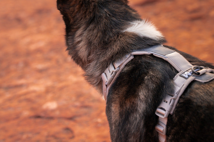 ***NEW***Trekking Line Harness CLIP'N (Non-Stop Dogwear)
