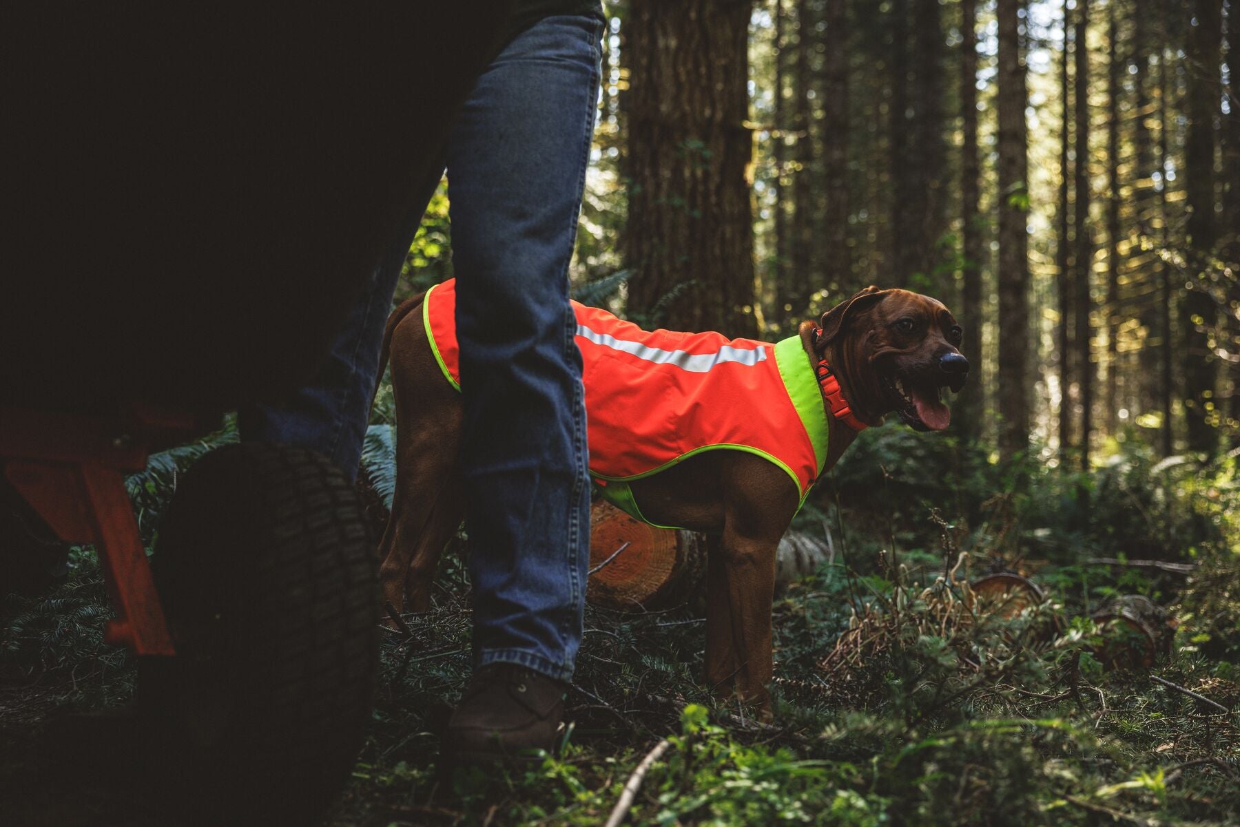 ***UPDATE FOR 2026***Lumenglow High-Vis Vest (Ruffwear)