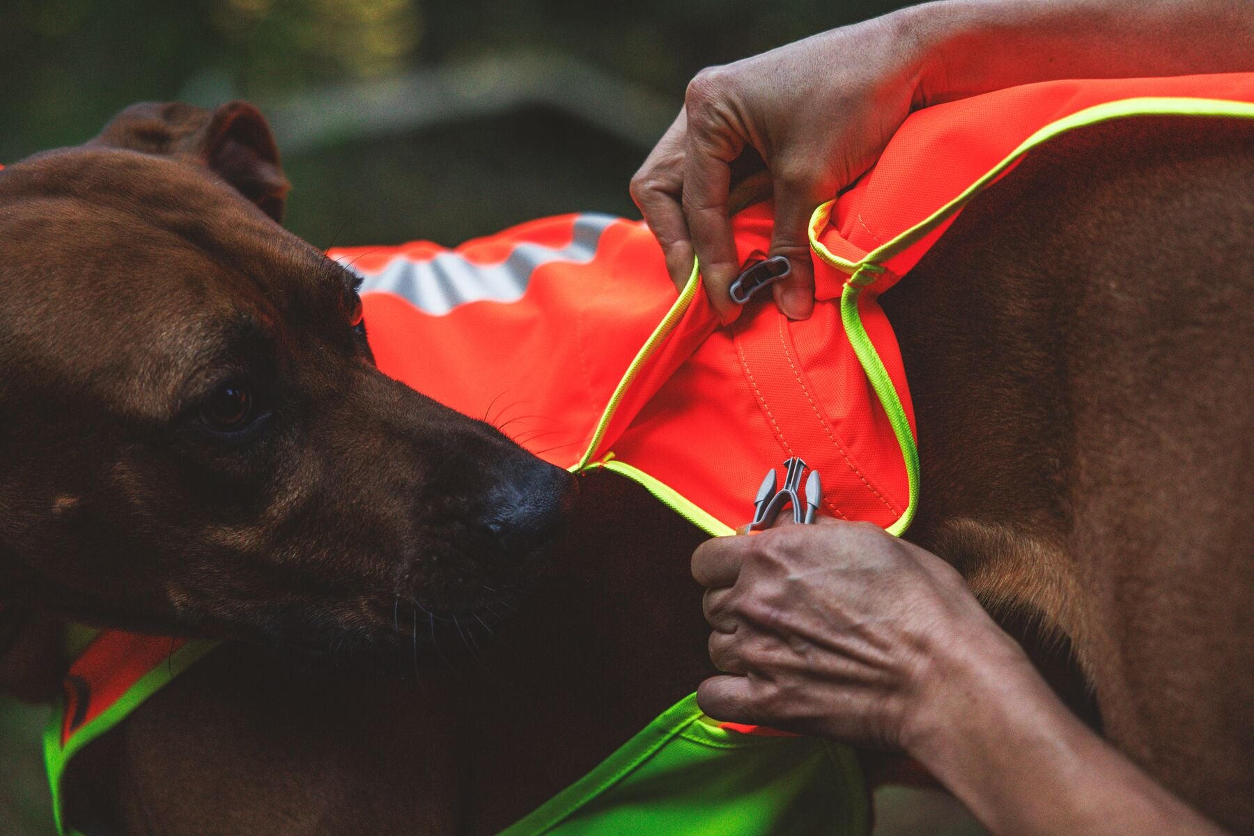 ***UPDATE FOR 2026***Lumenglow High-Vis Vest (Ruffwear)