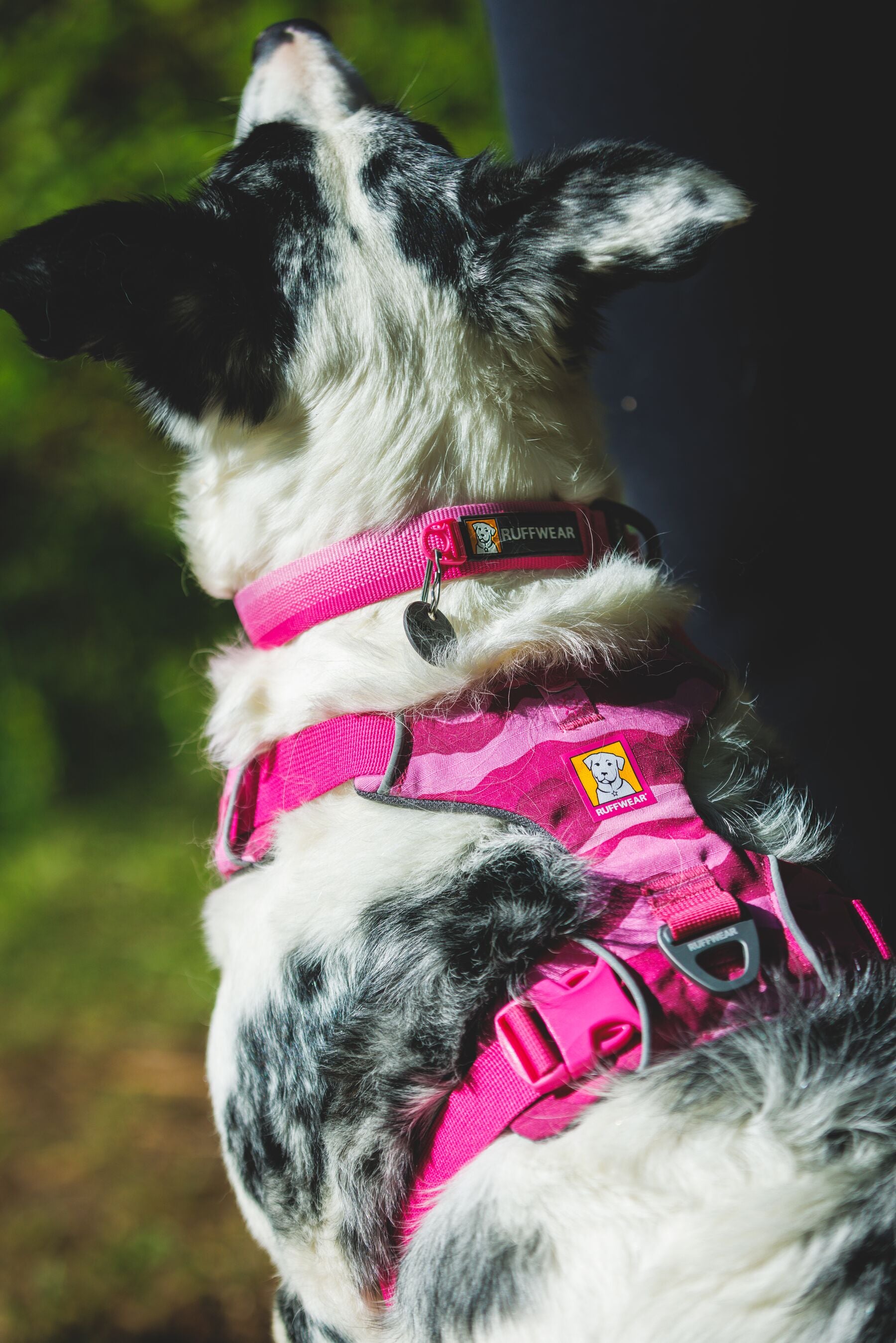 Front Range™ Collar (Ruffwear)