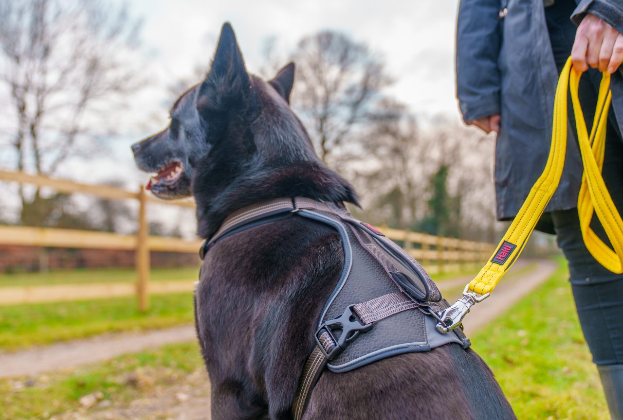 BRIG Safety Dog Lead (Halti) - SnowPaw Store - Halti - Dog Lead