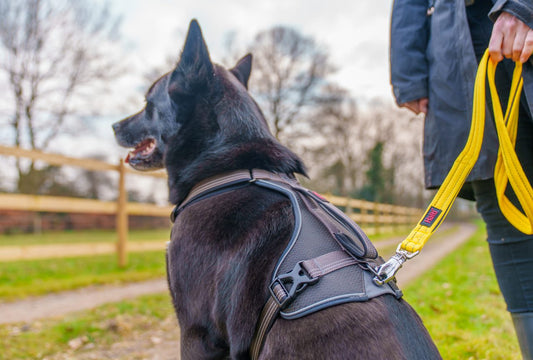 BRIG Safety Dog Lead (Halti) - SnowPaw Store - Halti - Dog Lead