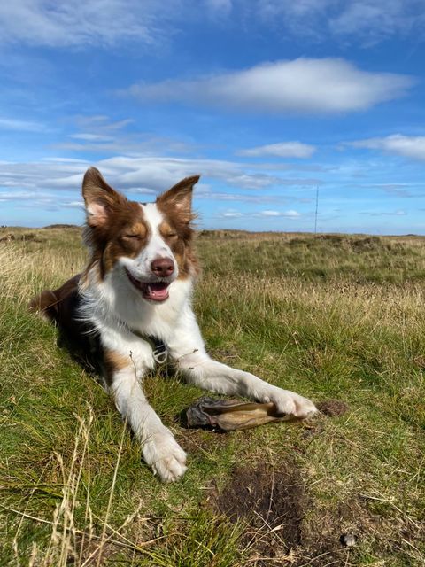 Buffalo Ears Large with meat (NAW) - SnowPaw Store - NAW - Dog Treats