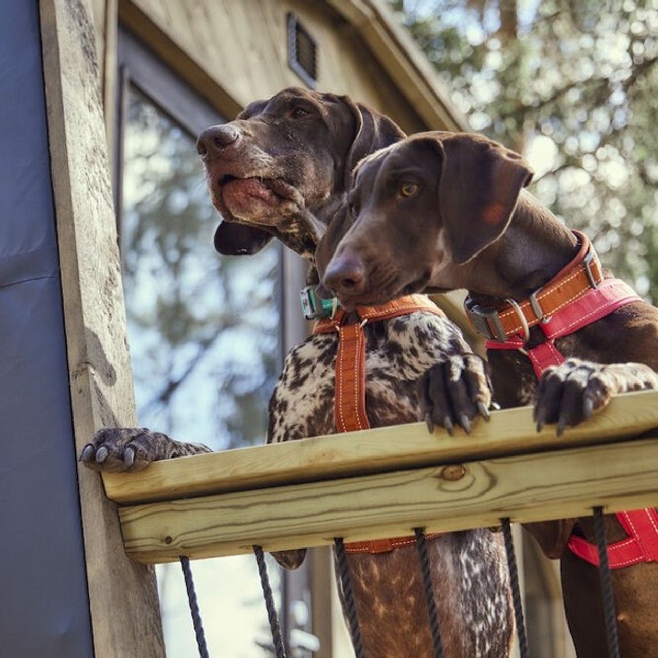 Casual Collar(Hurtta) - SnowPaw Store - SnowPaw Store - 