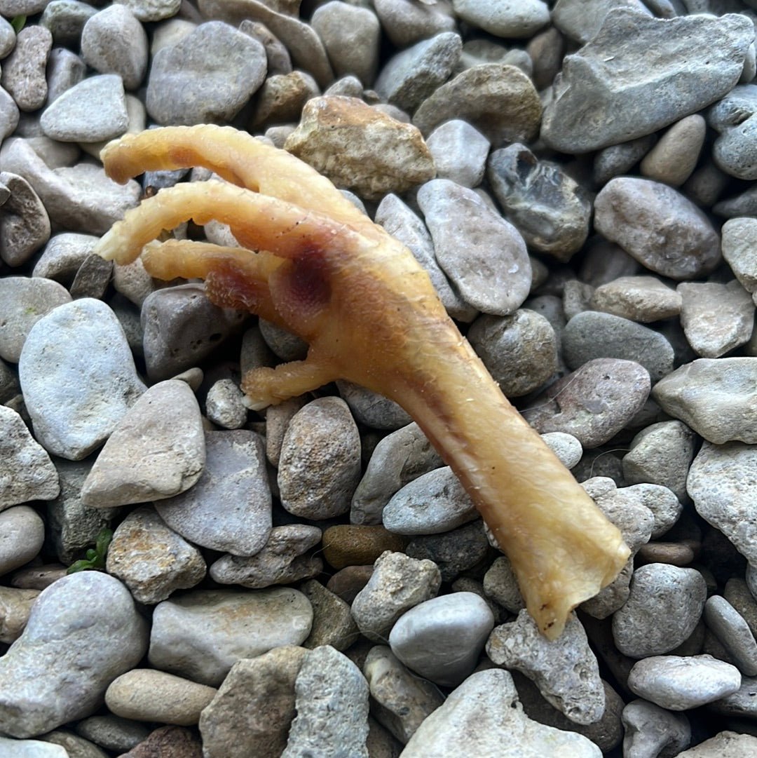 Dried Chicken Feet - SnowPaw Store - JR Pet Products - Dog Food