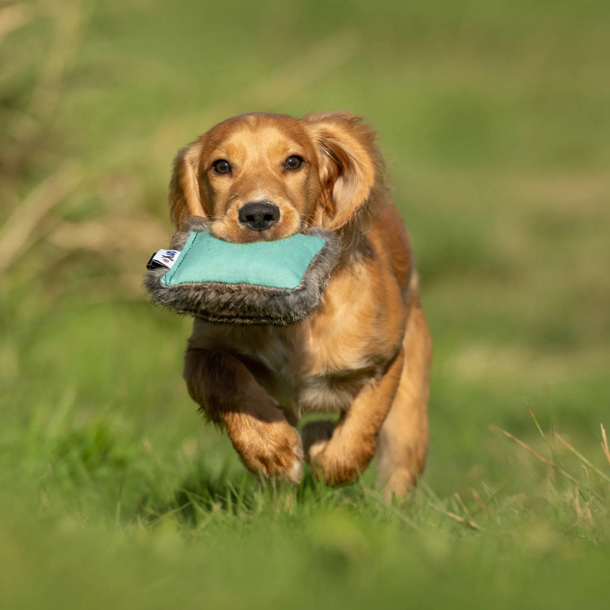 Dual Dummy (Sporting Saint) - SnowPaw Store - Sporting Saint - Gun Dog Equipment