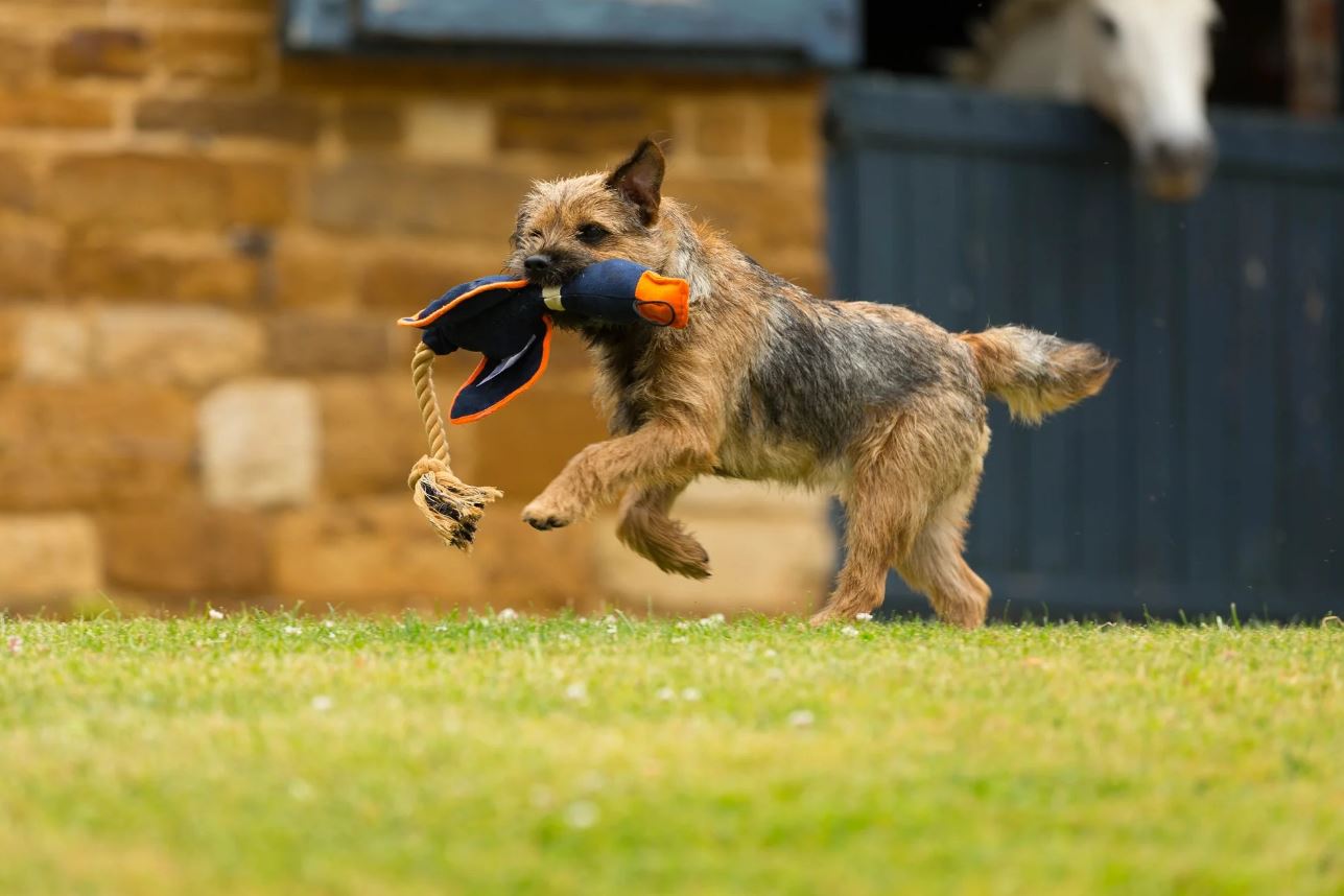 Duck! Canvas Thrower Dog Toy (House of Paws) - SnowPaw Store - House of Paws - Dog Toys