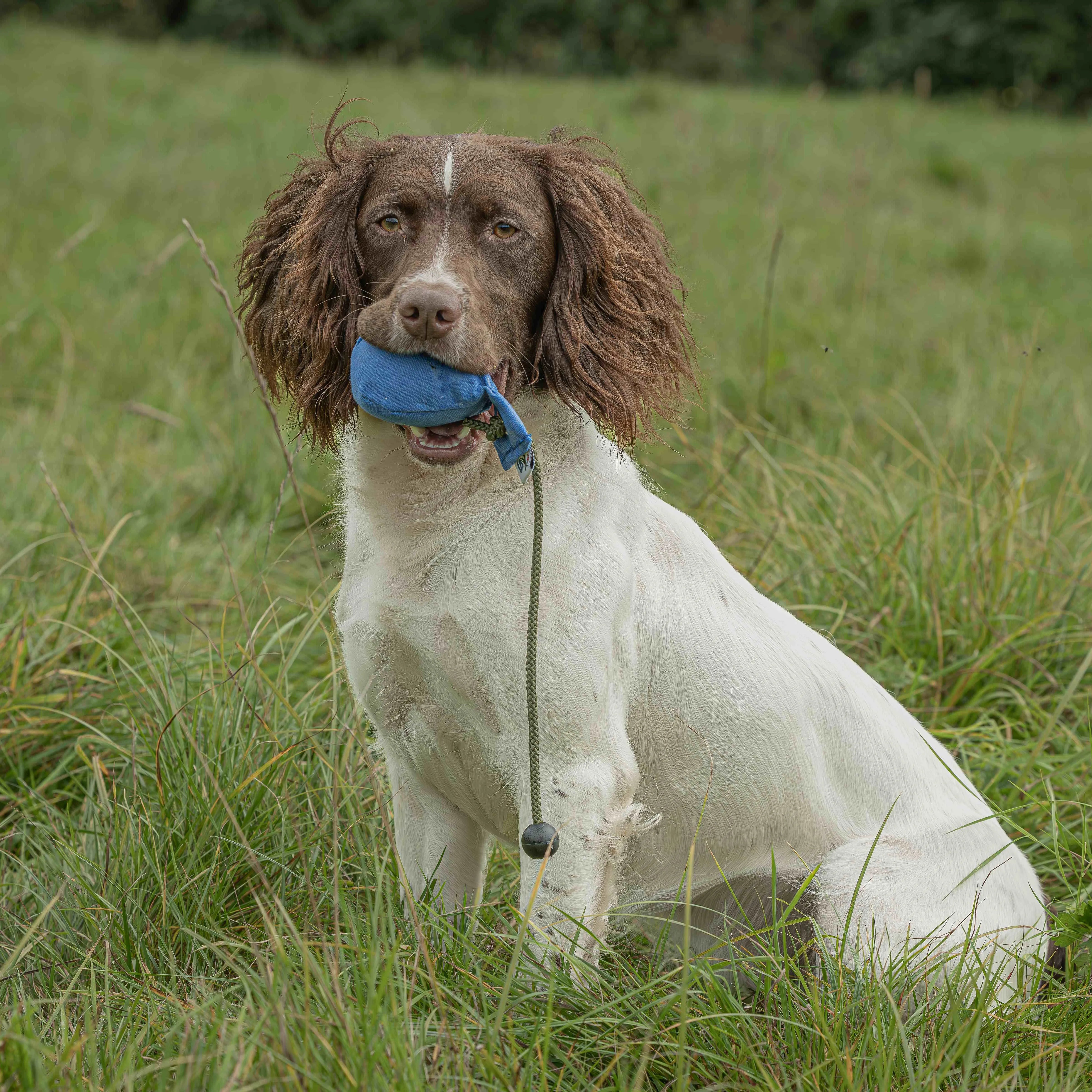 Dummy Balls (Sporting Saint) - SnowPaw Store - Sporting Saint - Gun Dog Equipment