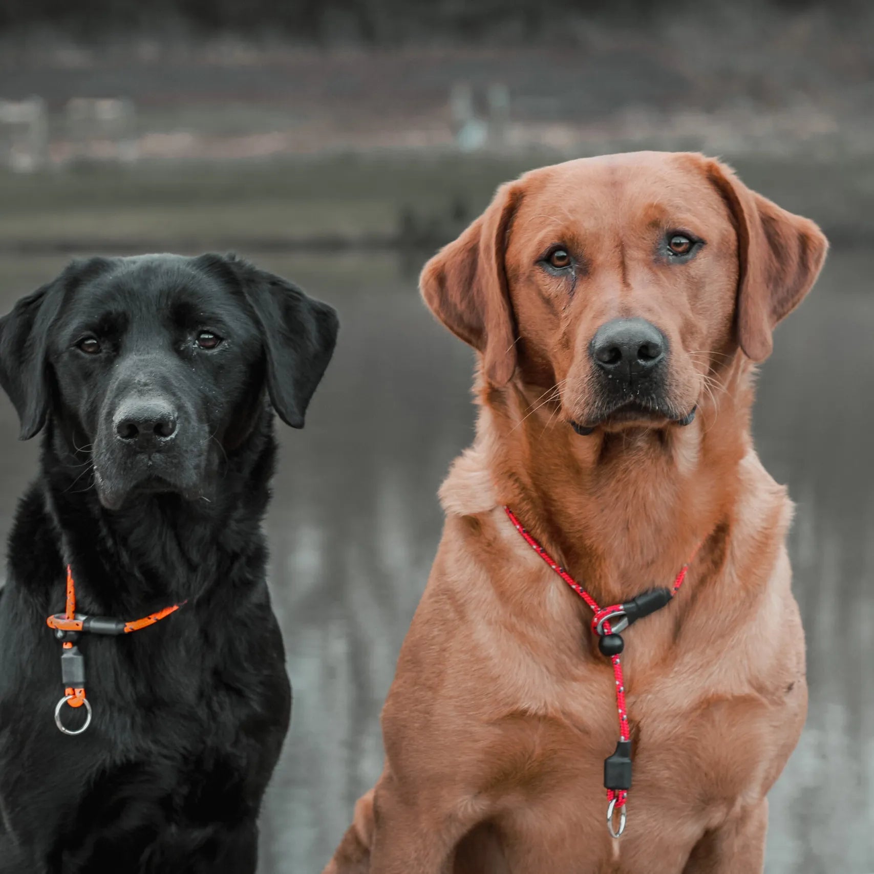 Field Trial Pro Slip Collar (Sporting Saint) - SnowPaw Store - Sporting Saint - Dog Collars