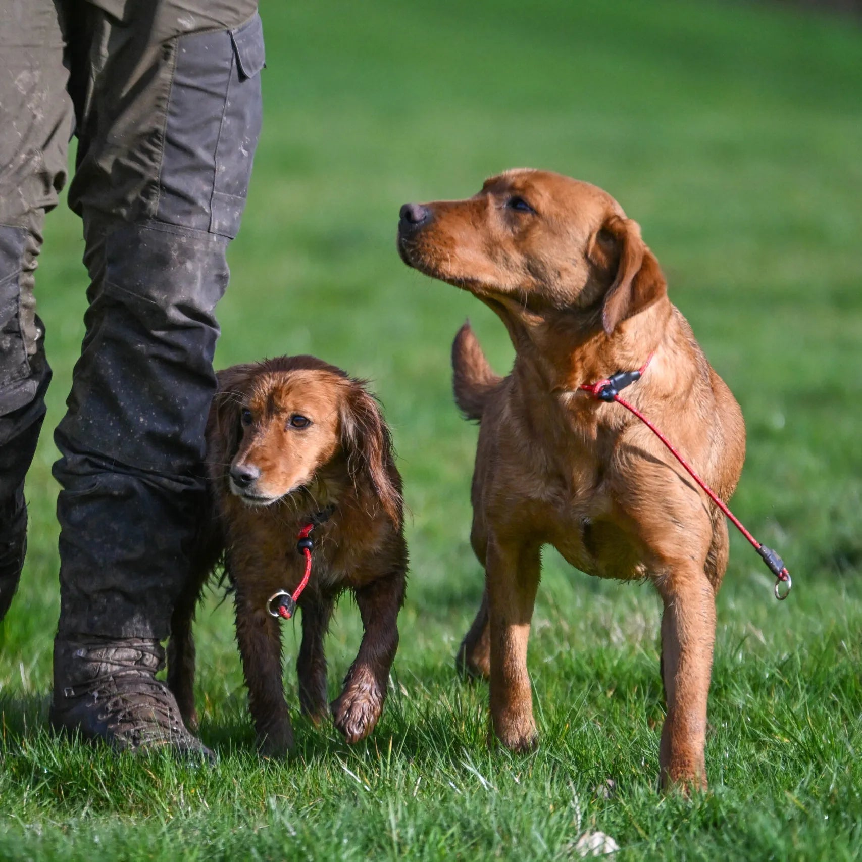 Field Trial Pro Slip Collar (Sporting Saint) - SnowPaw Store - Sporting Saint - Dog Collars