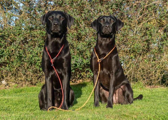 Field Trial PRO Slip Lead 1.2m (Sporting Saint) - SnowPaw Store - Sporting Saint - Dog Lead