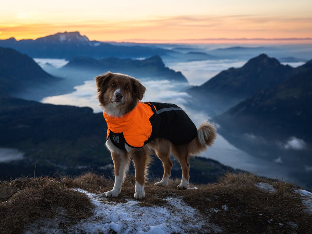 Fjord Raincoat 2.0 NEW Colours (Non - Stop Dogwear) - SnowPaw Store - Non - Stop Dogwear - Dog Coats