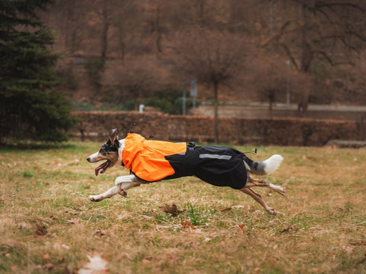 Fjord Raincoat 2.0 NEW Colours (Non - Stop Dogwear) - SnowPaw Store - Non - Stop Dogwear - Dog Coats