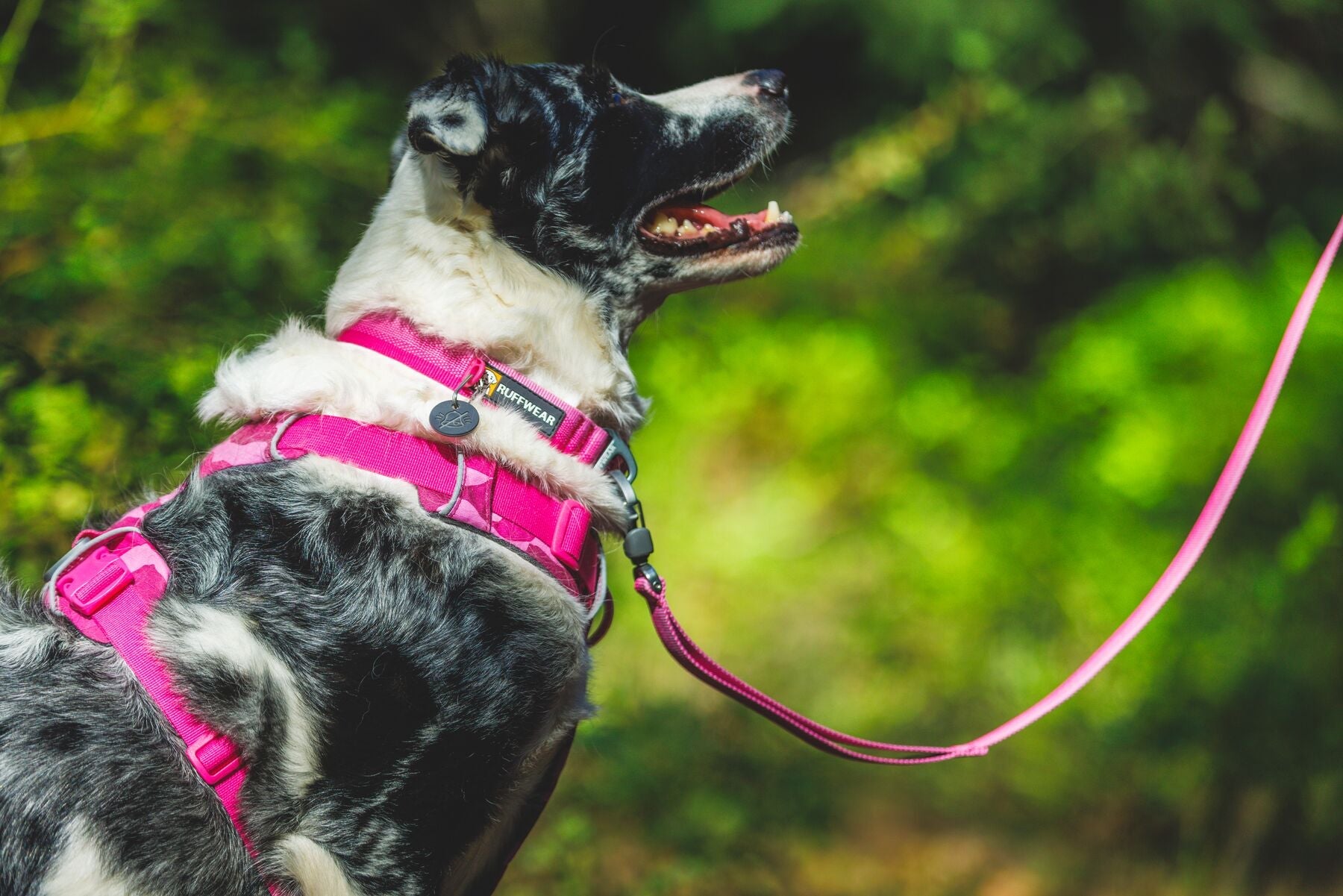 Front Range™ Harness (Ruffwear) - SnowPaw Store - Ruffwear - Dog Harness