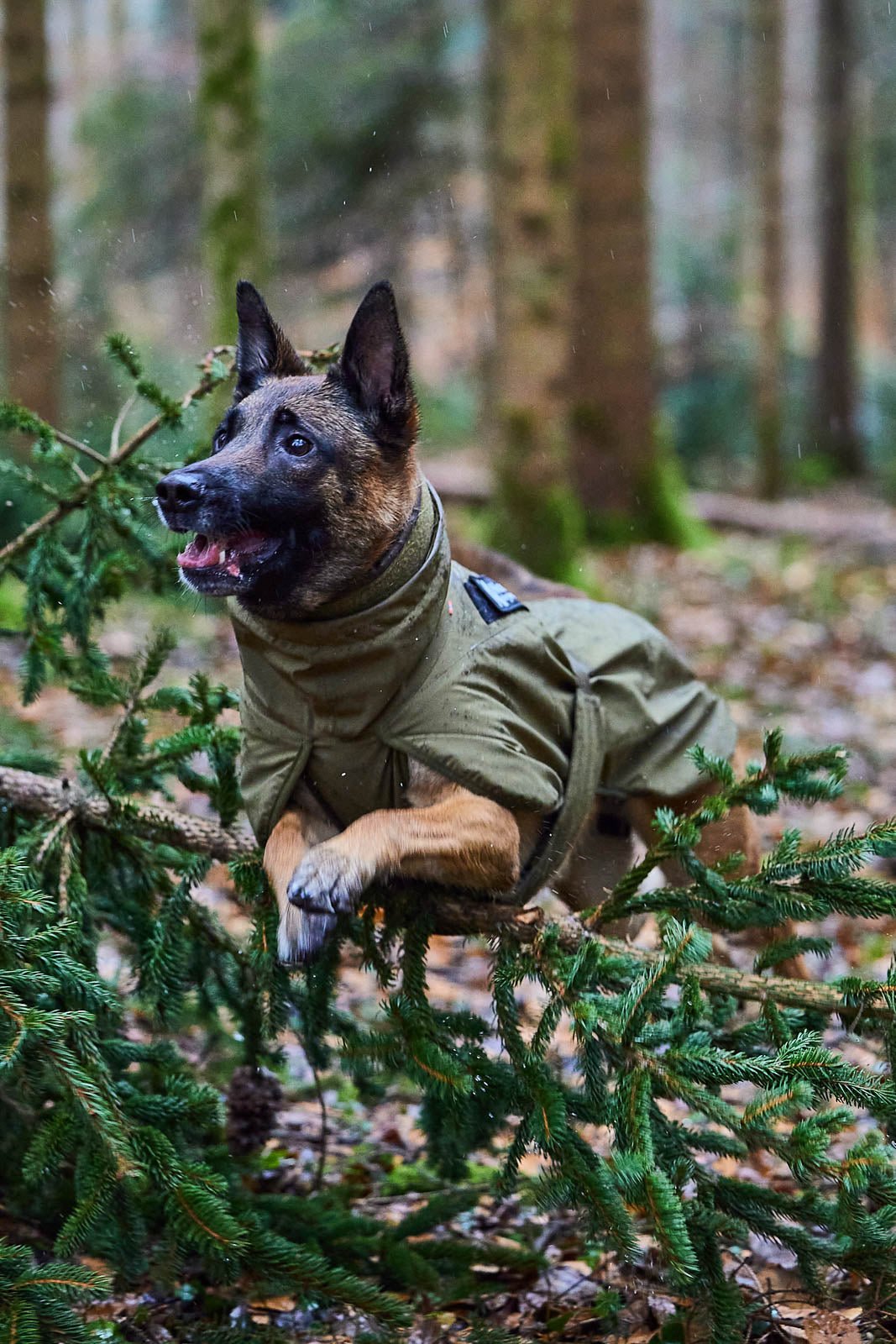 Glacier Dog Jacket WD (Non - Stop Dogwear) - SnowPaw Store - Non - Stop Dogwear - Dog Coats