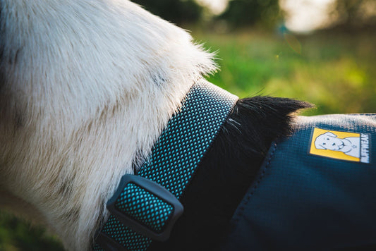 Hi & Light Collar(Ruffwear) - SnowPaw Store - Ruffwear - Dog Collars