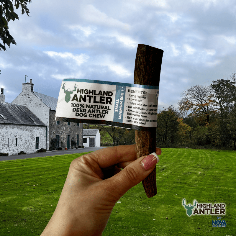 Highland Antler (Nova) - SnowPaw Store - Nova Dog Chews - Dog Treats