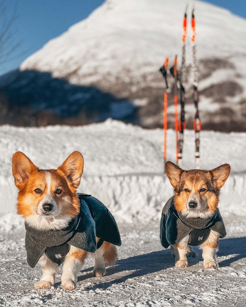 SnowPaw Store
