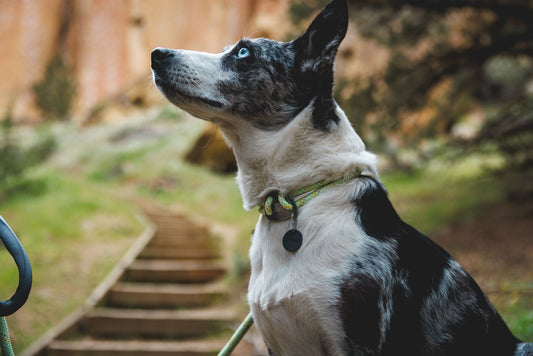 Knot - a - Collar Rope Dog Collar (Ruffwear) - SnowPaw Store - Ruffwear - Dog Collars
