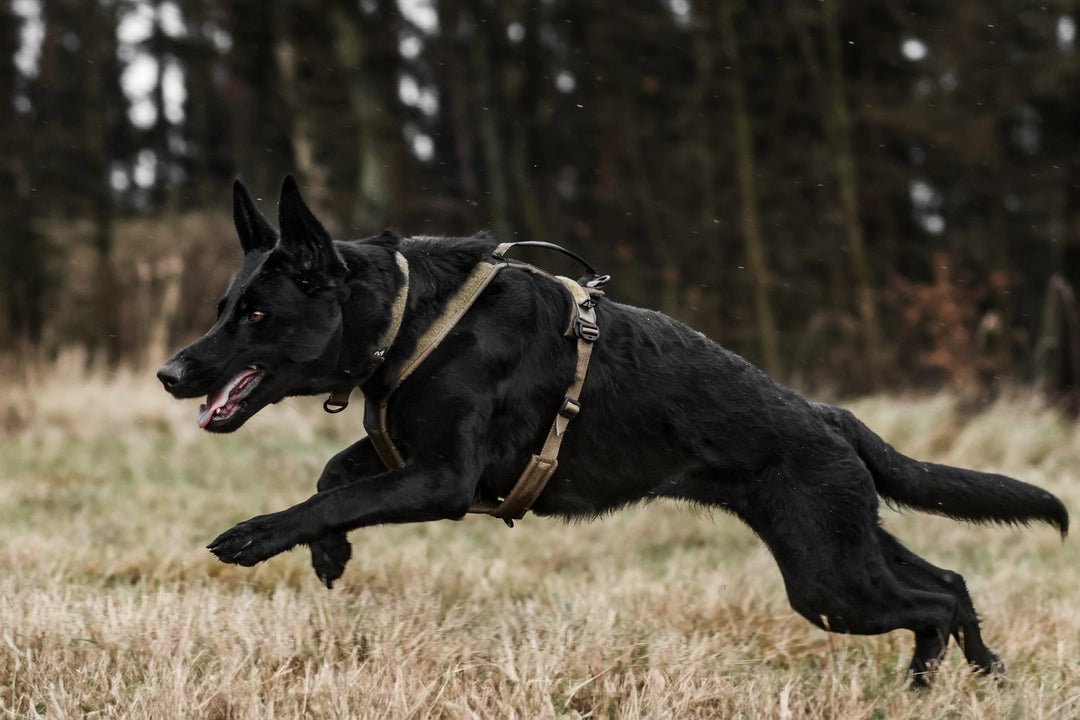 Line Harness Grip WD (Non - Stop Dogwear) - SnowPaw Store - Non - Stop Dogwear - Dog Harness