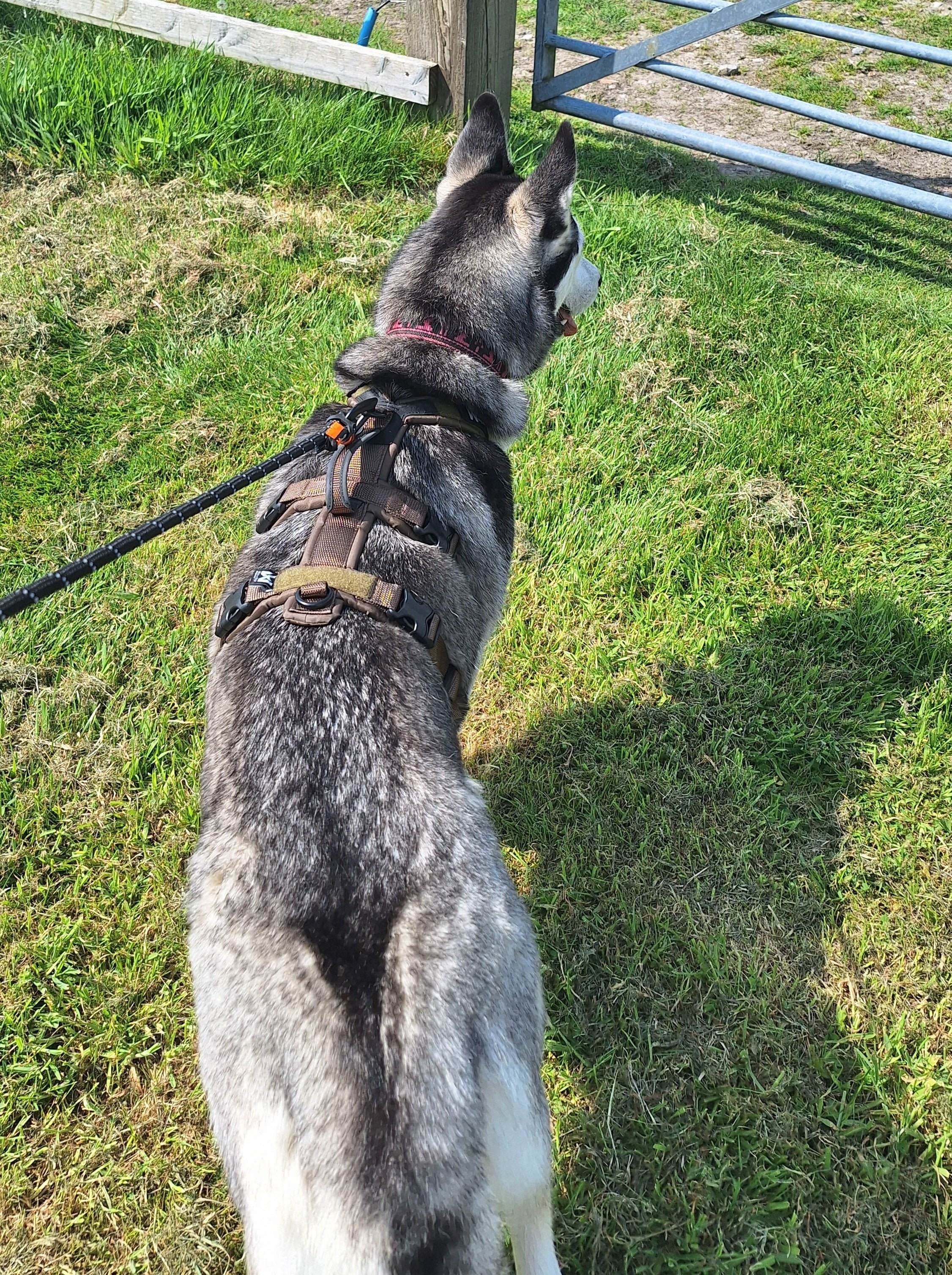 Line Harness Long WD (Non - Stop Dogwear) - SnowPaw Store - Non - Stop Dogwear - Dog Harness