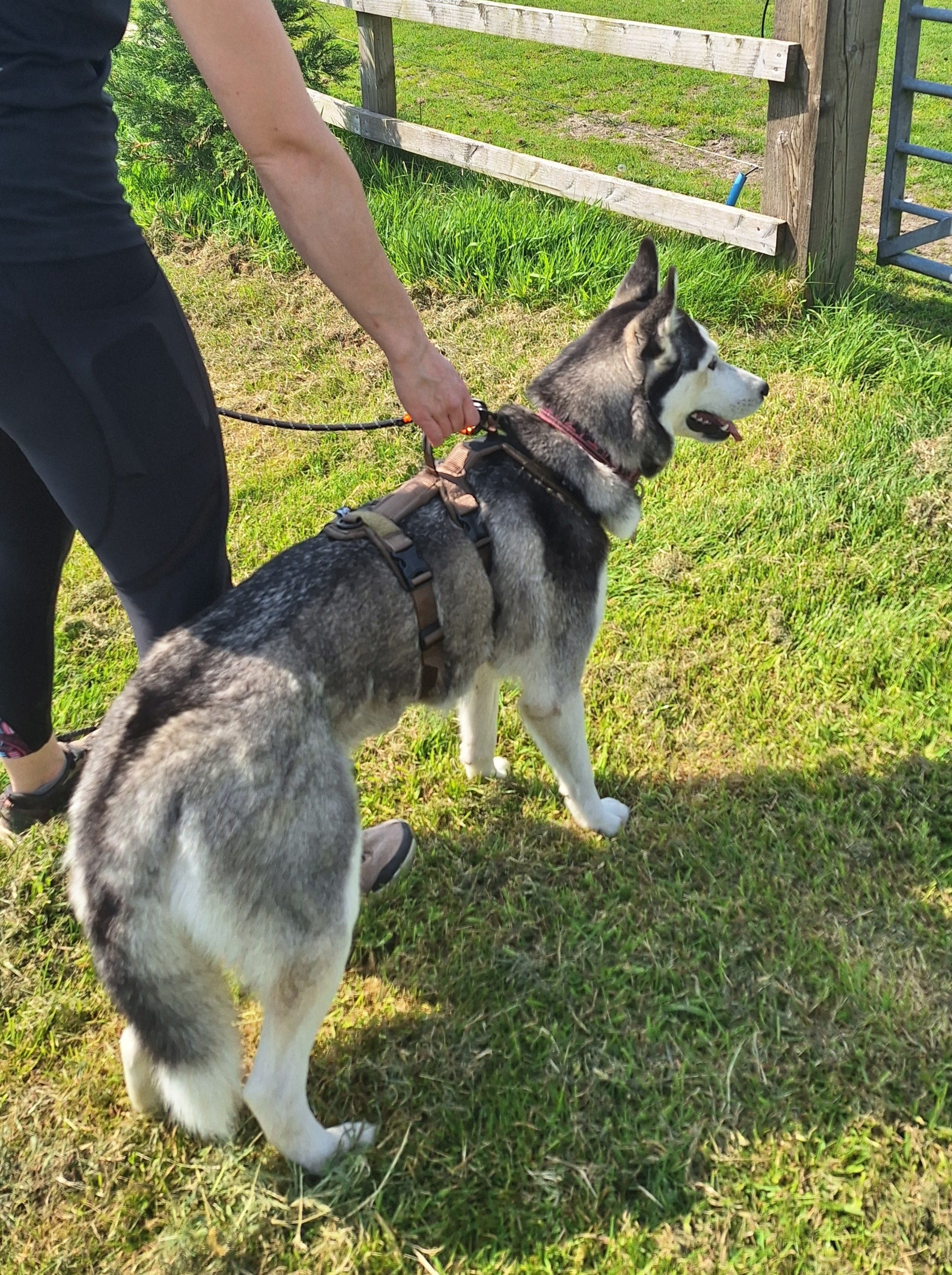 Line Harness Long WD (Non - Stop Dogwear) - SnowPaw Store - Non - Stop Dogwear - Dog Harness