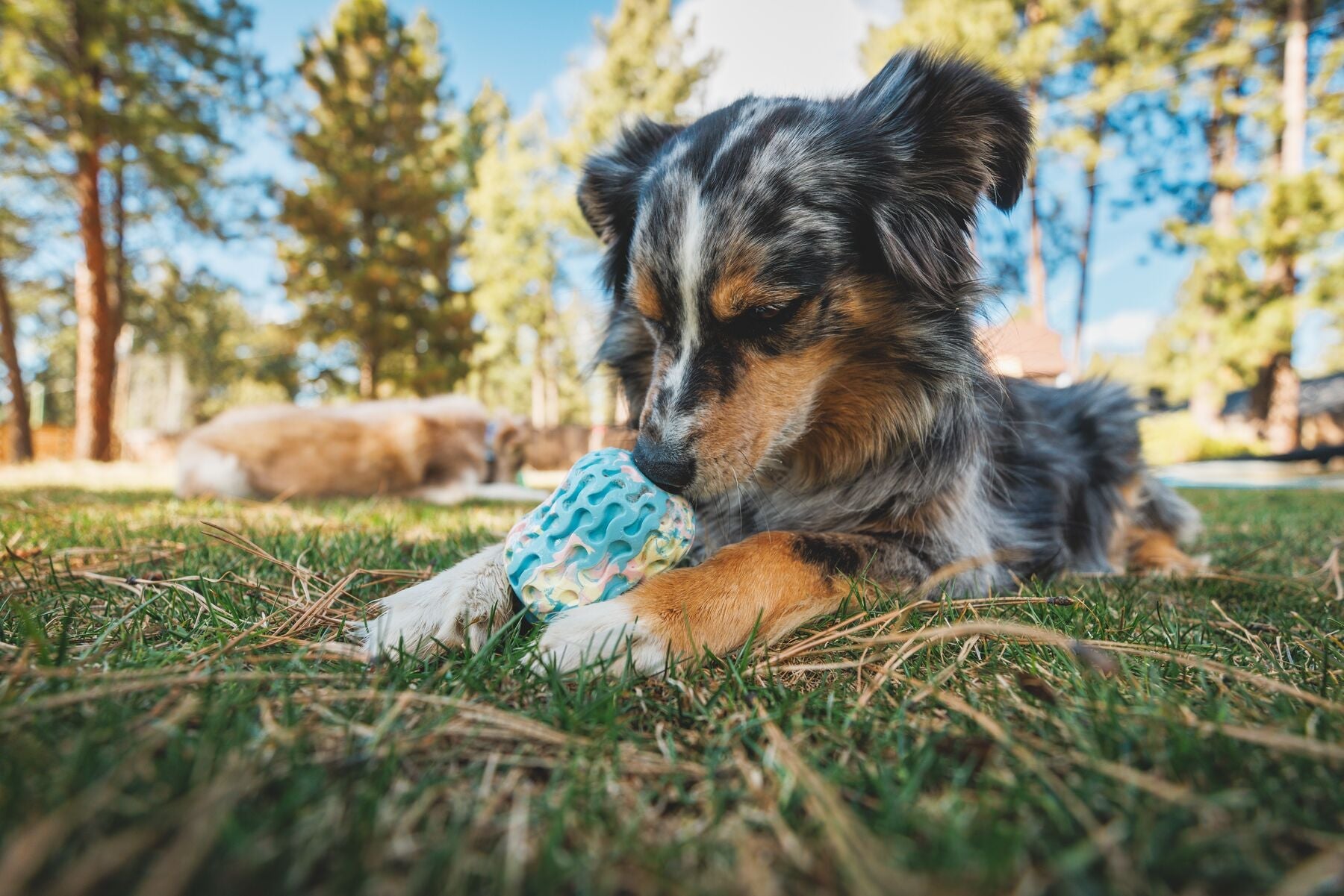 Morel Toy (Ruffwear) - SnowPaw Store - Ruffwear - Dog Toys