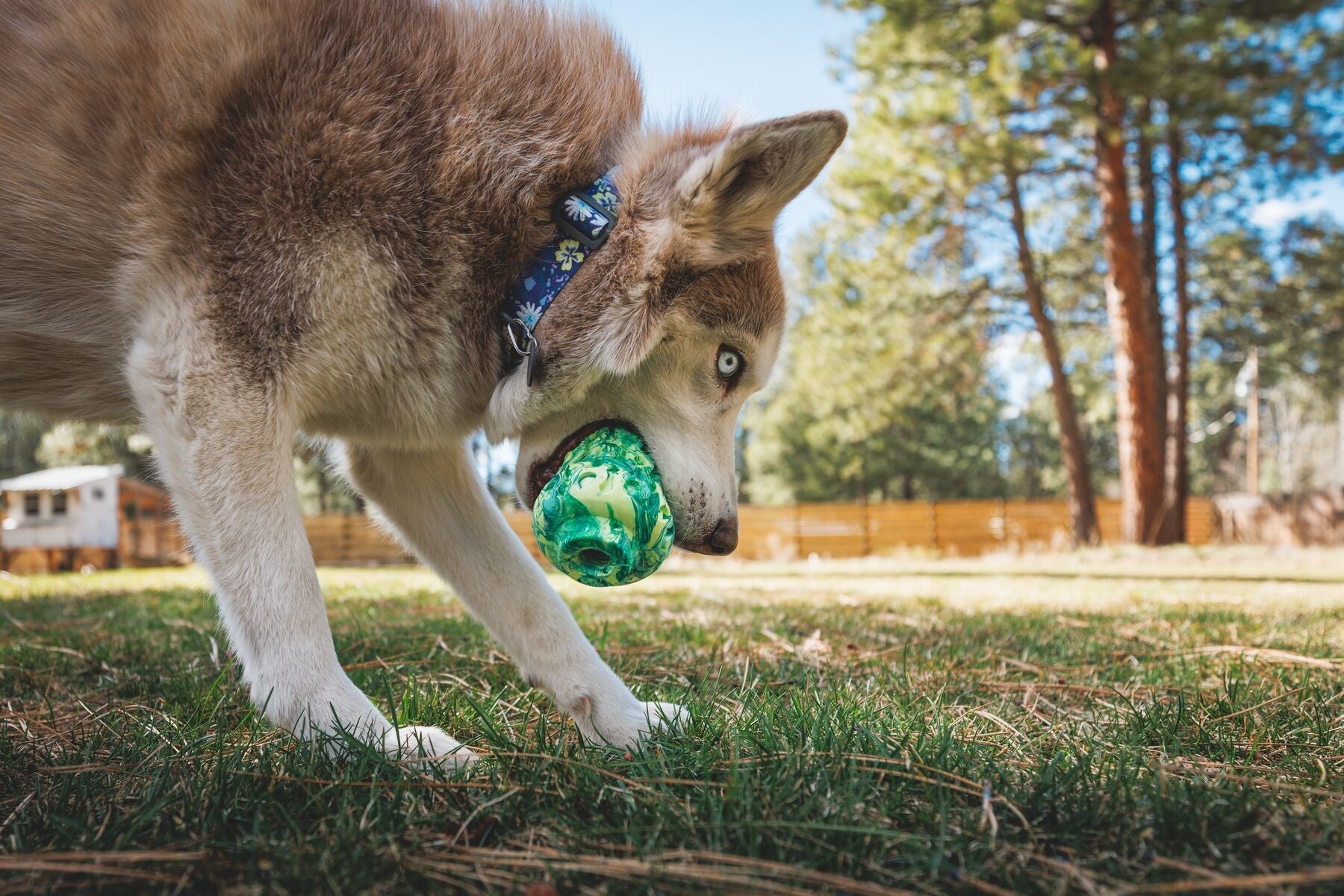 Morel Toy (Ruffwear) - SnowPaw Store - Ruffwear - Dog Toys