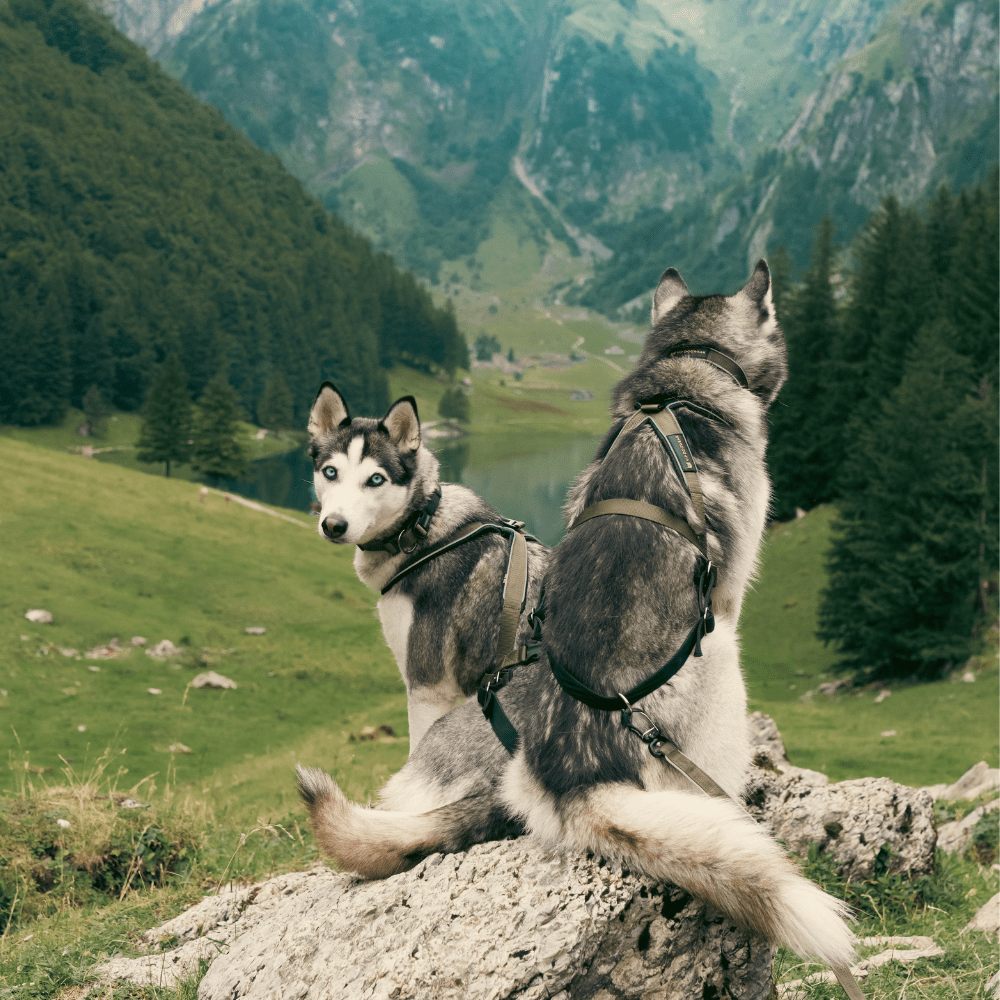 Olive VIP Multi Sport Harness Scene1