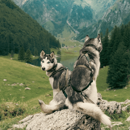 Olive VIP Multi Sport Harness Scene1