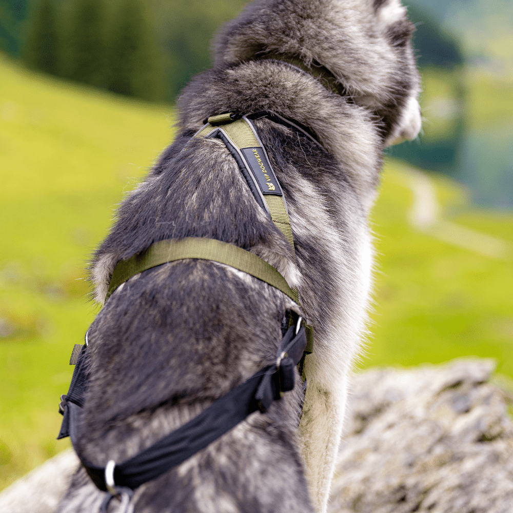 Olive VIP Multi Sport Harness Scene2