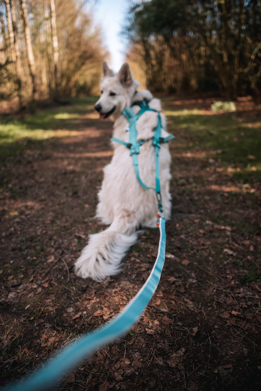 ** NEW COLOUR** Bungee Leash (Non - Stop Dogwear) - SnowPaw Store - Non - Stop Dogwear - Dog Collars, Leads, Belts