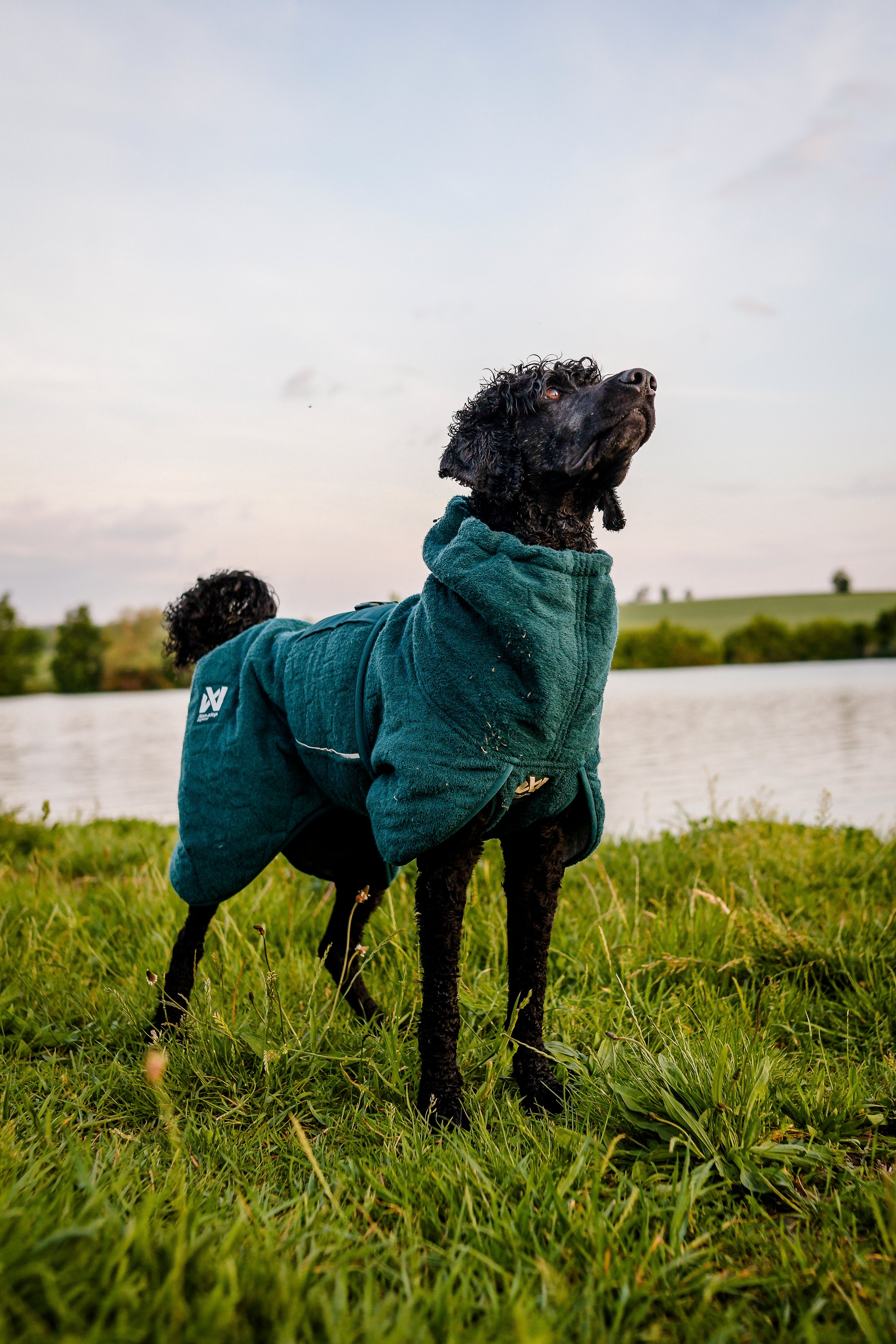 ***NEW COLOUR*** Drying Coat (Non-Stop Dogwear) - SnowPaw Store - Non-Stop Dogwear - Dog Coats