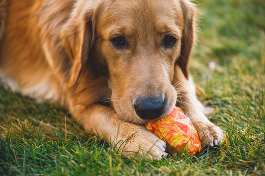***NEW COLOURS**** Gnawt - A - Cone (Ruffwear) - SnowPaw Store - Ruffwear - Dog Toys