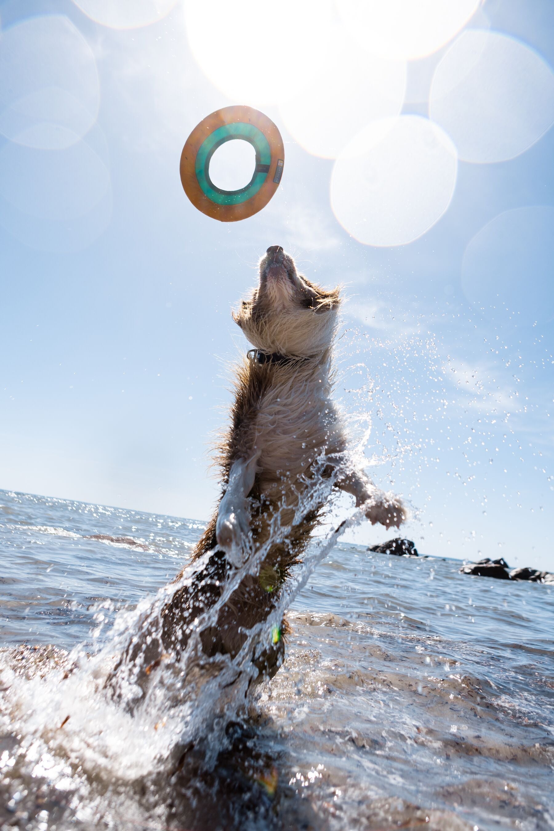 ***NEW COLOURS***Hydroplane Toy (Ruffwear) - SnowPaw Store - Ruffwear - Active Dog Gear