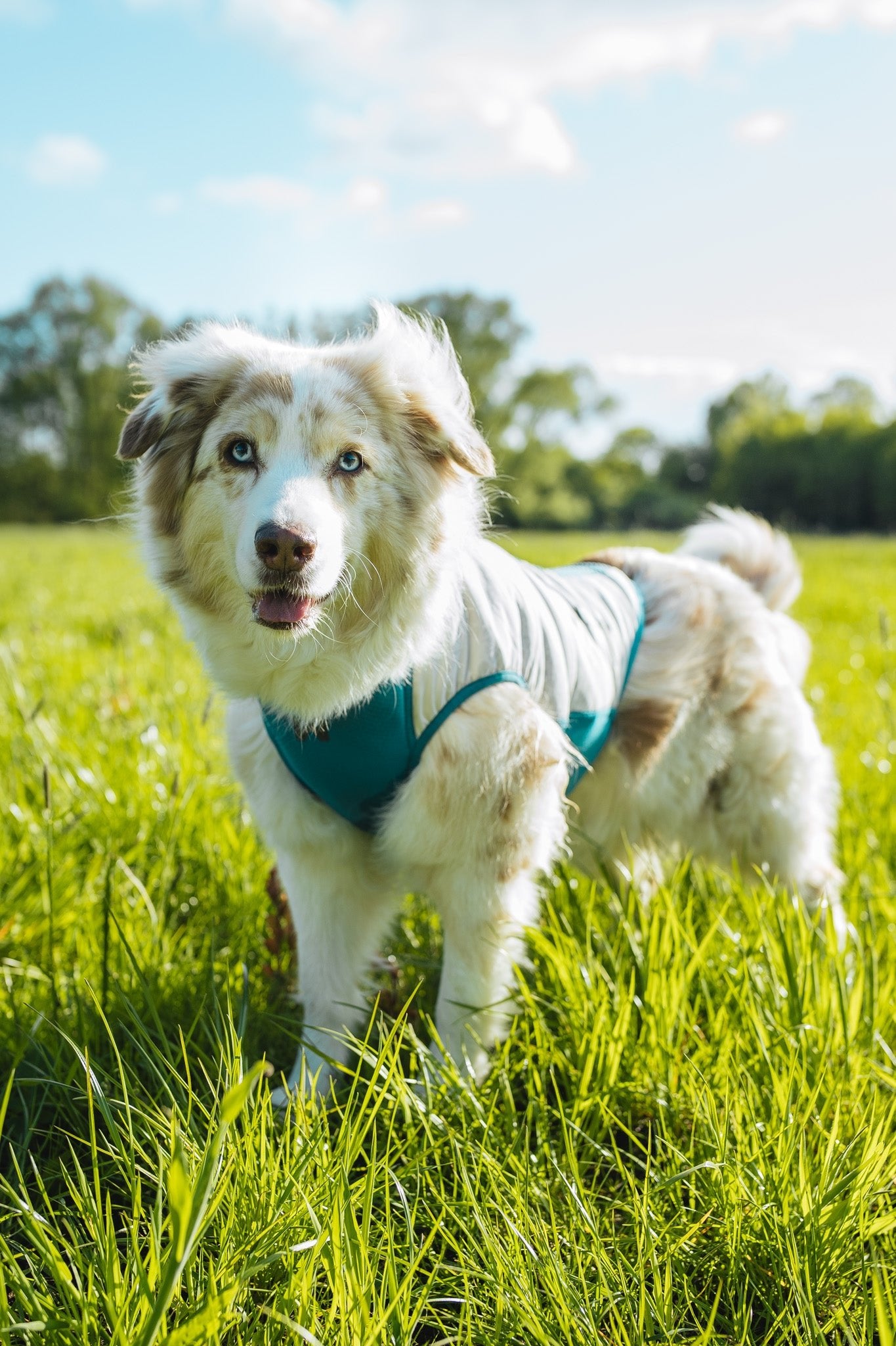 ***NEW*** Cooling Pullover (Non-Stop Dogwear) - SnowPaw Store - Non-Stop Dogwear - Active Dog Gear
