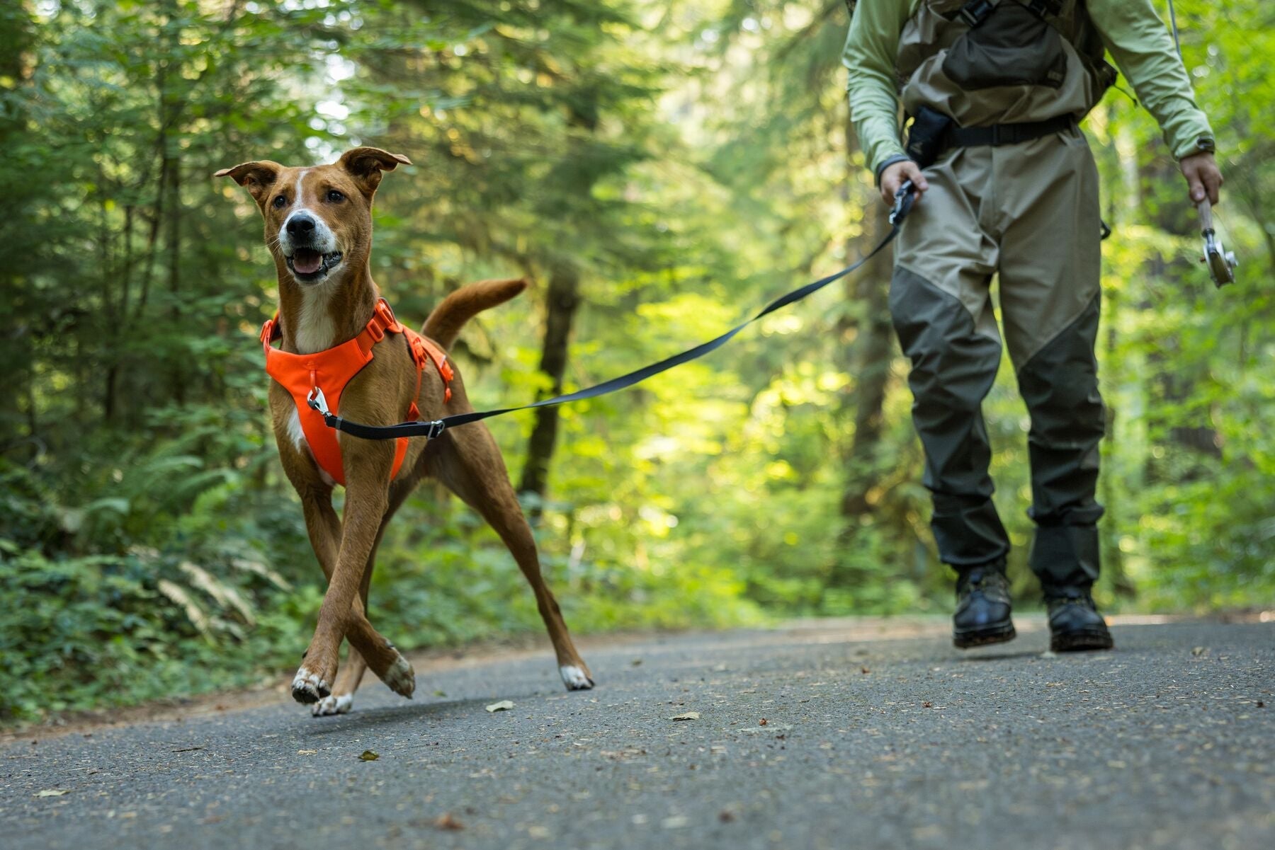 **NEW DESIGN** Web Master Harness 2025 (Ruffwear) - SnowPaw Store - Ruffwear - Dog Harness