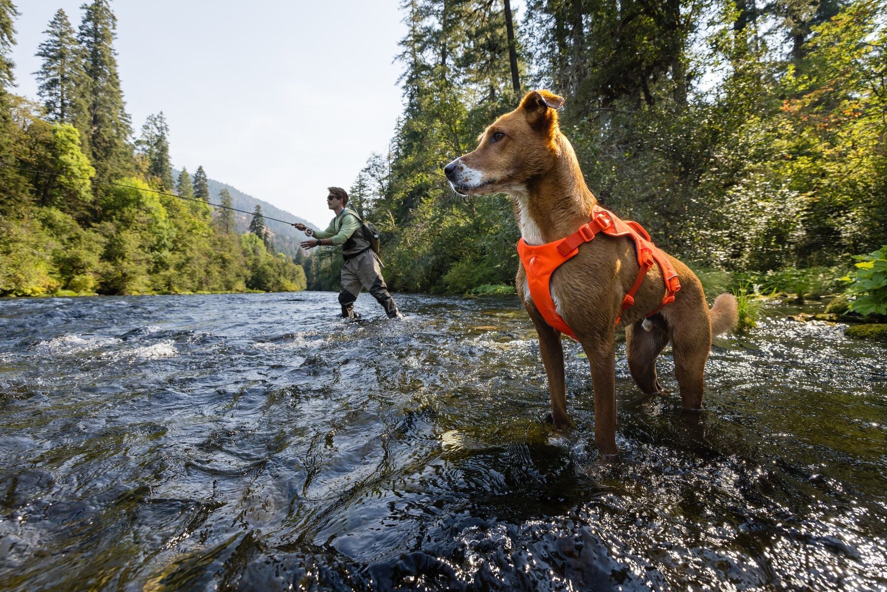 **NEW DESIGN** Web Master Harness 2025 (Ruffwear) - SnowPaw Store - Ruffwear - Dog Harness