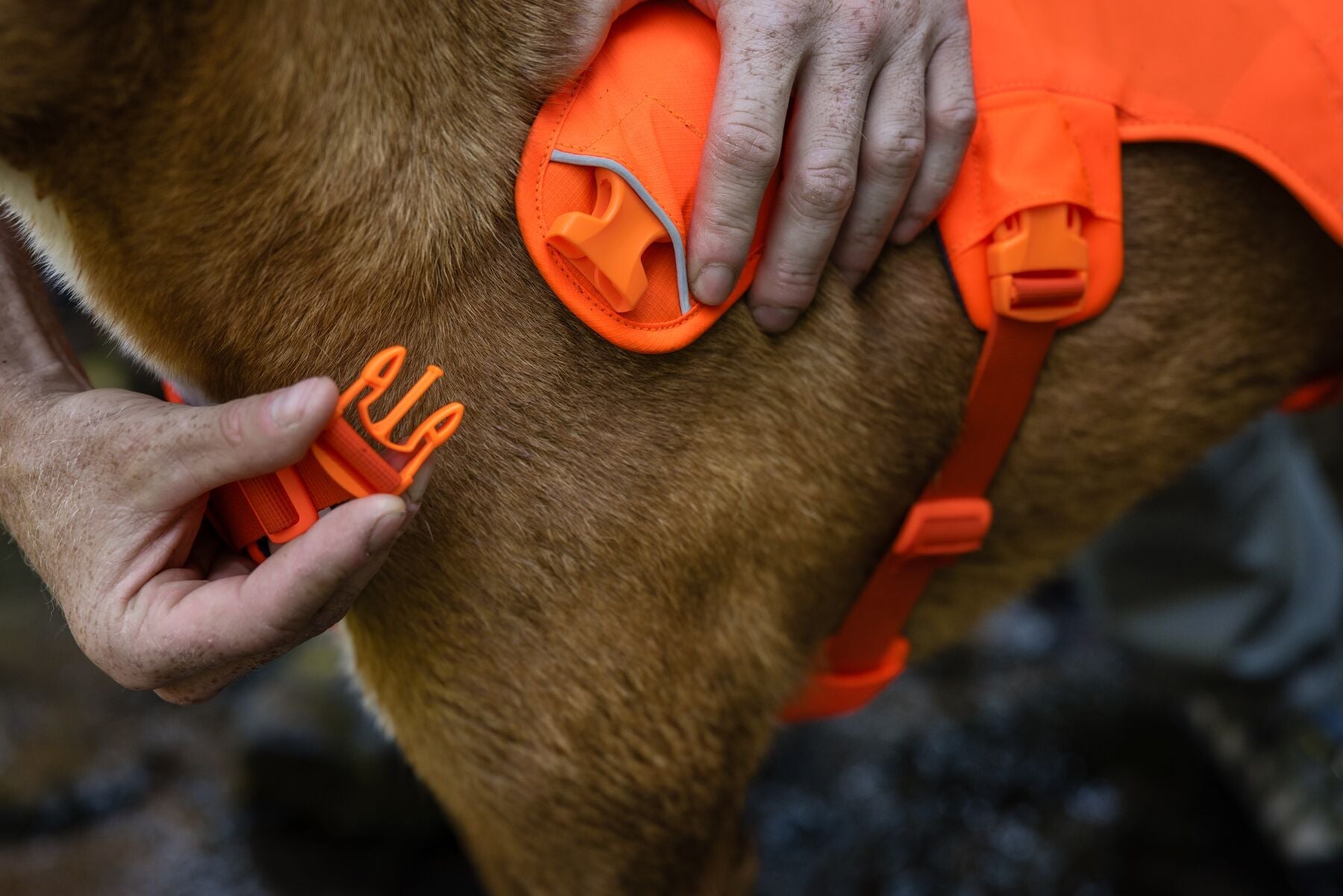 **NEW DESIGN** Web Master Harness 2025 (Ruffwear) - SnowPaw Store - Ruffwear - Dog Harness