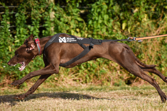***NEW*** Freemotion Pro Harness (Non-Stop Dogwear) - SnowPaw Store - Non-Stop Dogwear - Dog Harness