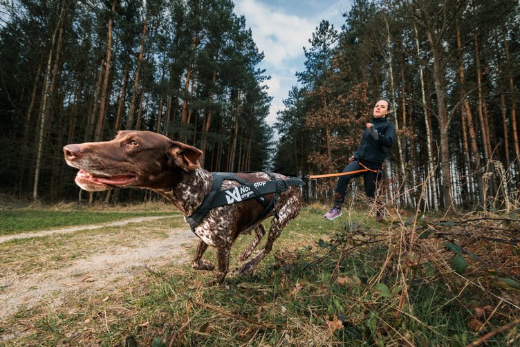 ***NEW*** Freemotion Pro Harness (Non-Stop Dogwear) - SnowPaw Store - Non-Stop Dogwear - Dog Harness