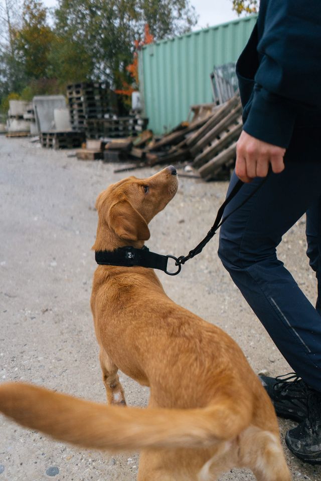 ** NEW** Security Strap WD (Non - Stop Dogwear) - SnowPaw Store - Non - Stop Dogwear - Dog Lead