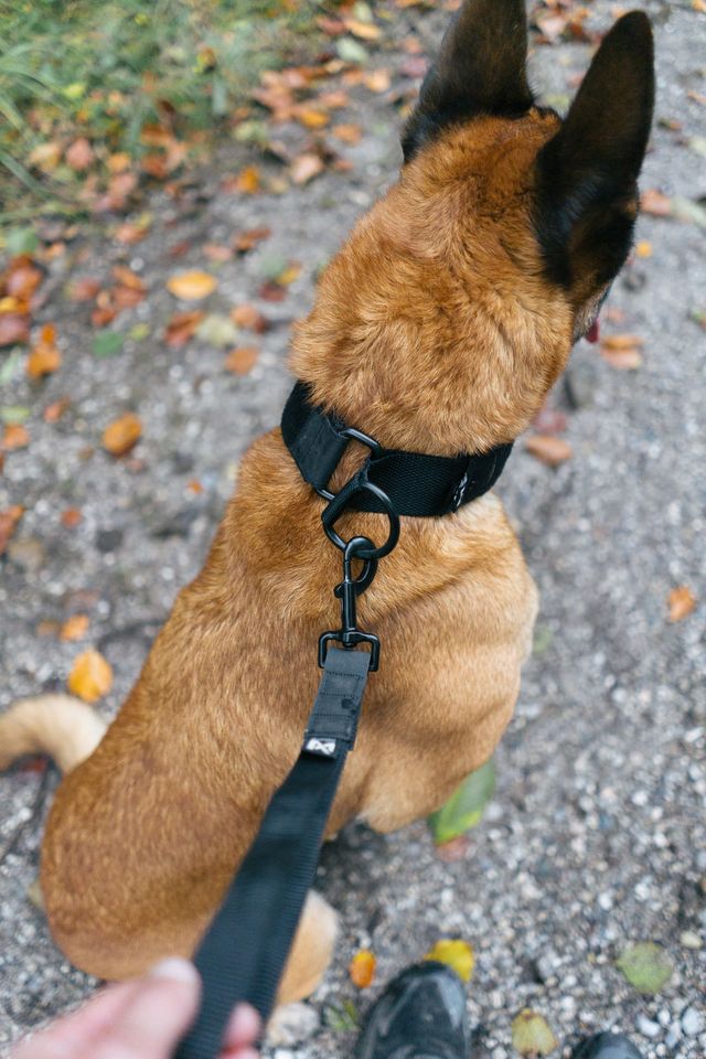 ** NEW** Security Strap WD (Non - Stop Dogwear) - SnowPaw Store - Non - Stop Dogwear - Dog Lead