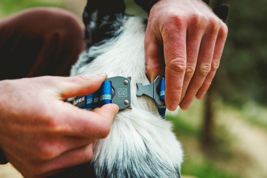 ***New*** Top Rope Dog Collar (Ruffwear) - SnowPaw Store - Ruffwear - Dog Collars, Leads, Belts