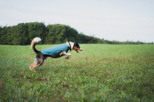 Lightweight Trail Quest Dog Fleece Pullover Scene - Non-Stop Dogwear
