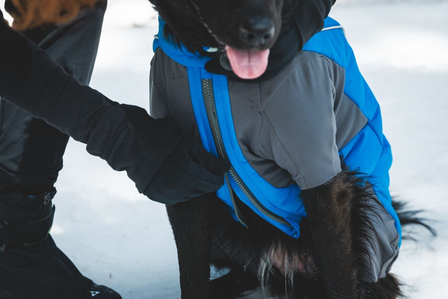 ****NEW**** Vert™ Coverall Dog Snow Suit (Ruffwear) - SnowPaw Store - Ruffwear - Dog Coats