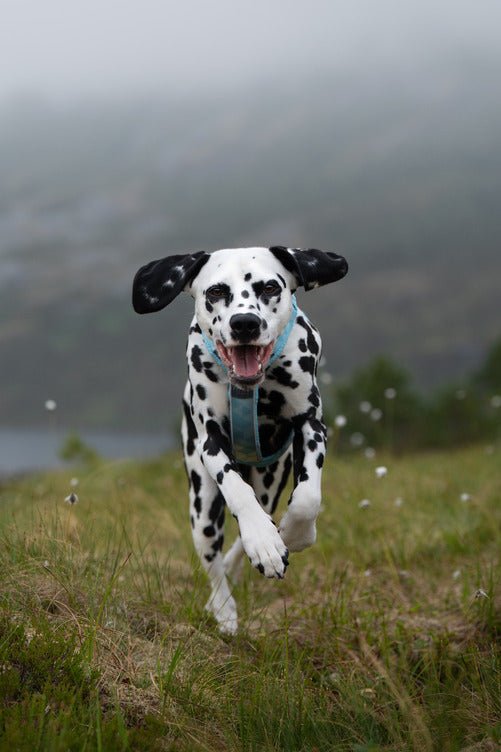 ***NEW***Trekking Line Harness CLIP'N (Non-Stop Dogwear) - SnowPaw Store - Non-Stop Dogwear - Dog Harness